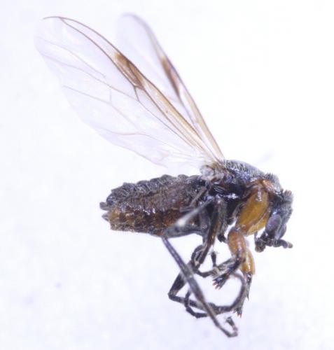 Réf. 175 232 : Dilophus antipedalis