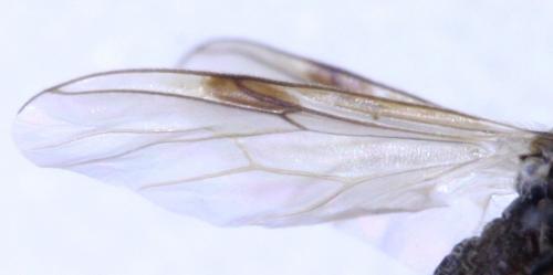 Réf. 175 234 : Dilophus antipedalis