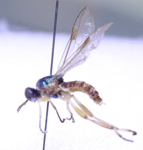 Réf. 175 776 : Chorisops tunisiae