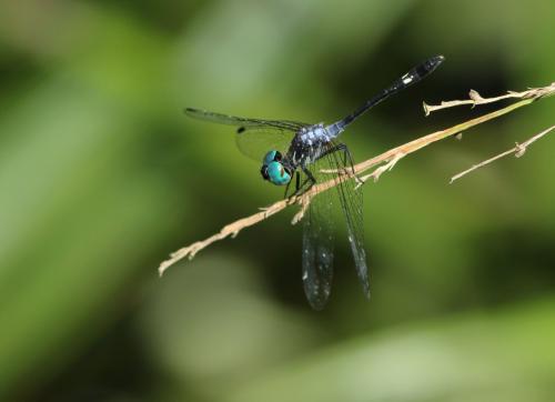 Micrathyria pseudeximia