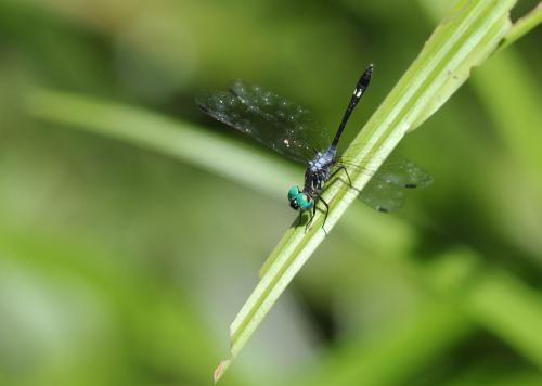 Micrathyria pseudeximia