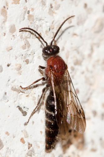 Smicromyrmini