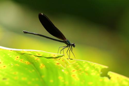 Réf. 175 142 : Hetaerina titia