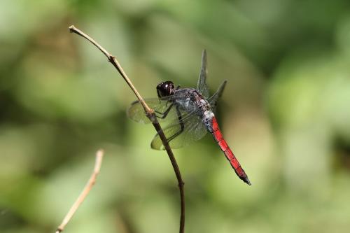 Réf. 175 143 : Libellula herculea