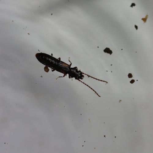 Réf. 175 304 : Siagonium humerale