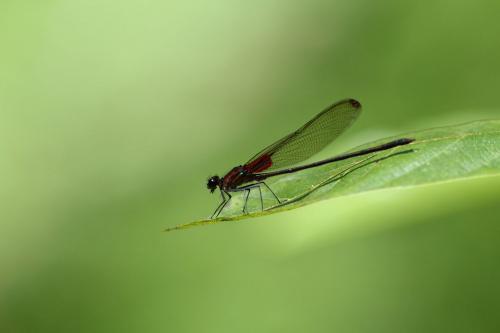Hetaerina cruentata