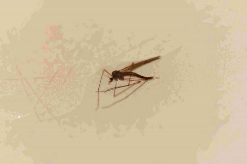 Trichocera sp.