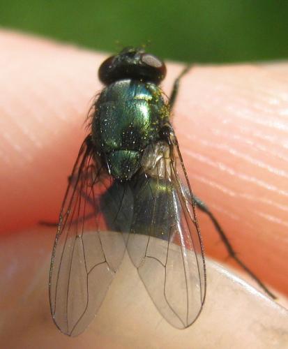 Réf. 175 699 : Pyrellia rapax