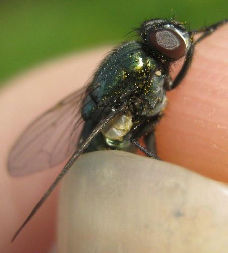 Pyrellia rapax