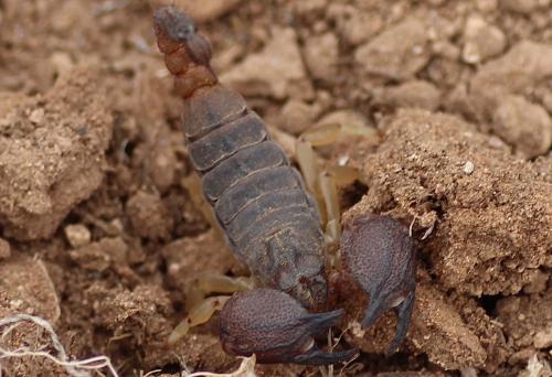 Réf. 175 749 : Scorpio maurus