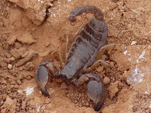 Réf. 175 766 : Scorpio maurus