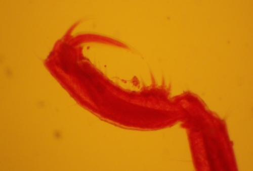 Endeis spinosa