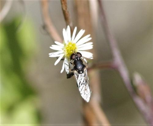 Syritta pipiens