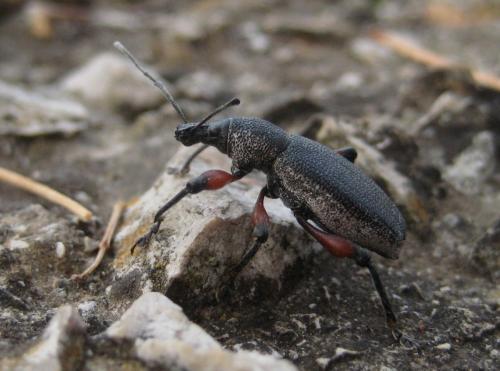 Réf. 175 799 : Otiorhynchus brattiensis