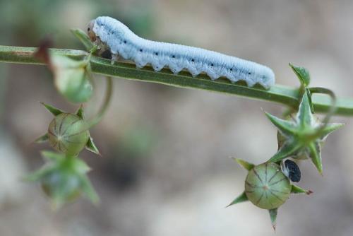 Monostegia abdominalis