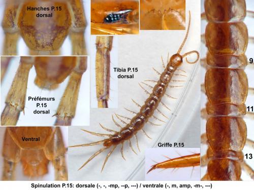 Lithobius lapidicola