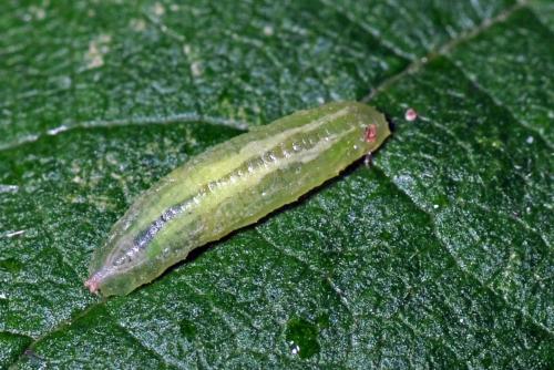 Sphaerophoria sp.