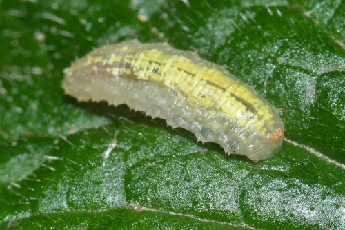 Episyrphus balteatus