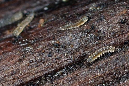 Réf. 175 657 : Forcipomyia sp.
