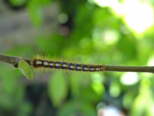 Lasiocampa quercus