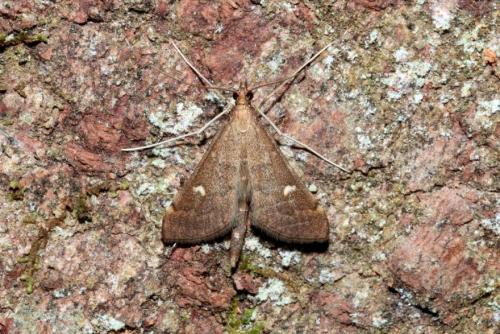 Réf. 175 755 : Dolicharthria punctalis