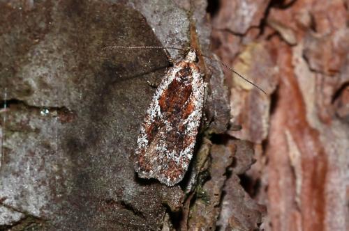 Agonopterix hypericella