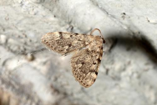 Réf. 175 754 : Aglossa pinguinalis