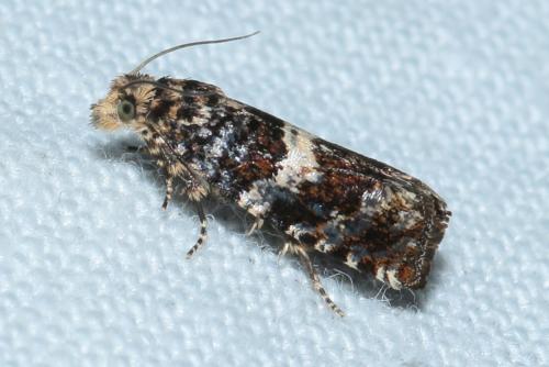 Epiblema costipunctana