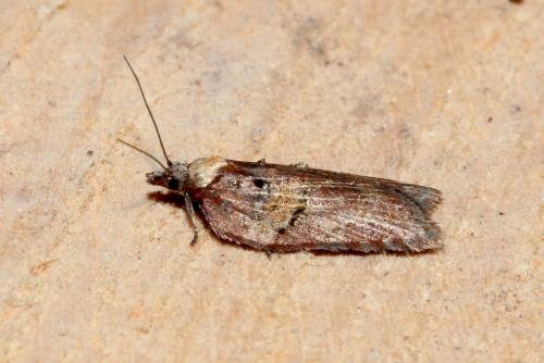 Acleris hastiana