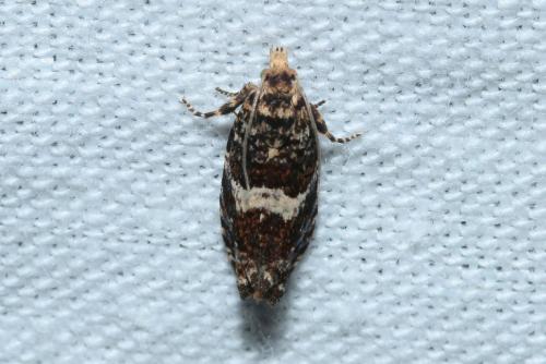 Réf. 175 258 : Epiblema costipunctana