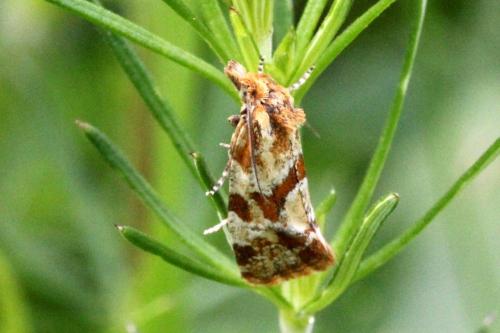 Aethes hartmanniana