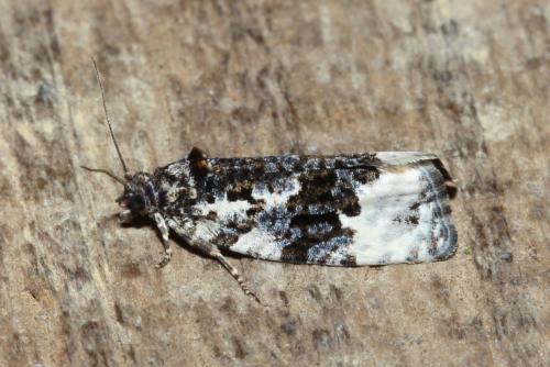 Apotomis turbidana