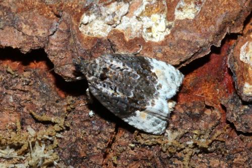 Apotomis betuletana