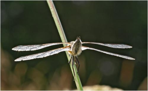Somatochlora arctica