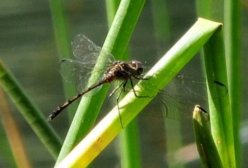 Réf. 175 688 : Dythemis sterilis