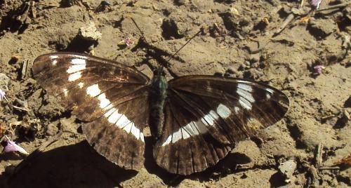 Réf. 175 701 : Limenitis camilla