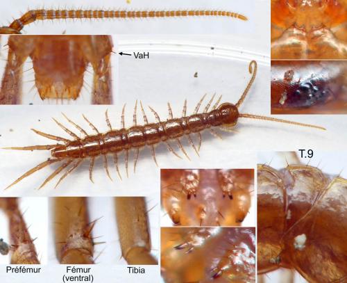 Lithobius tricuspis