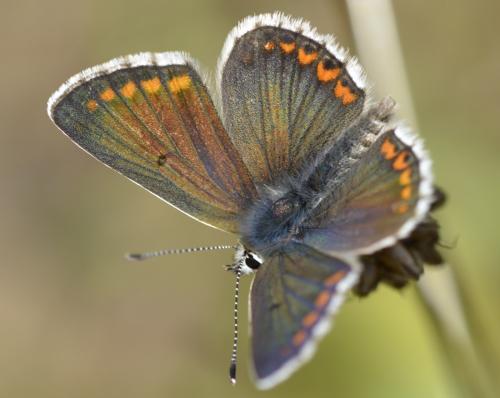 Aricia agestis