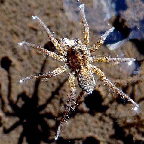 Pardosa sp.