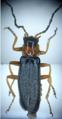 Réf. 175 816 : Cantharis flavilabris