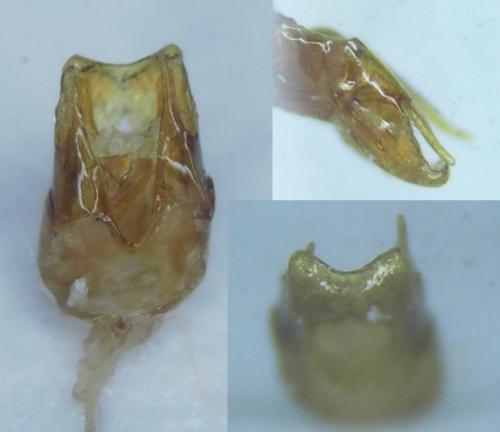 Cantharis flavilabris