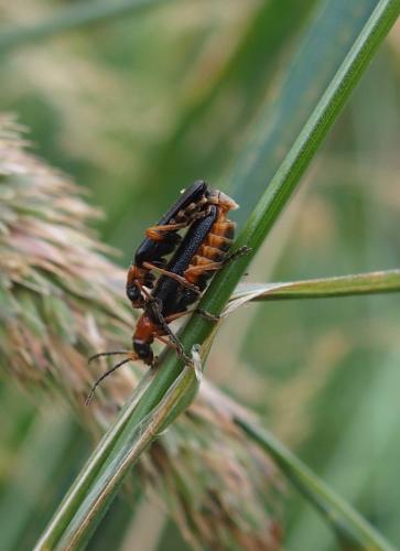 Cantharis flavilabris