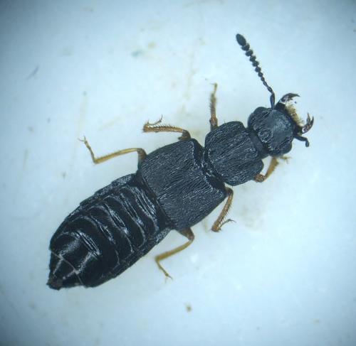 Réf. 175 858 : Anotylus sp.