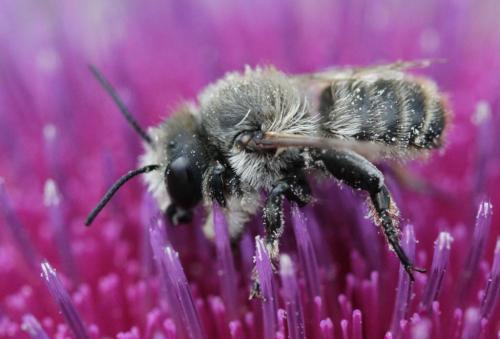 Réf. 175 037 : Megachile lagopoda