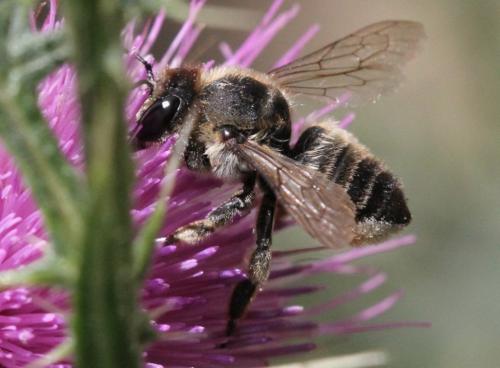Megachile sp.