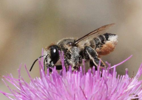 Megachile sp.