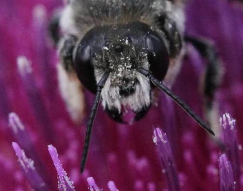 Réf. 175 077 : Megachile lagopoda