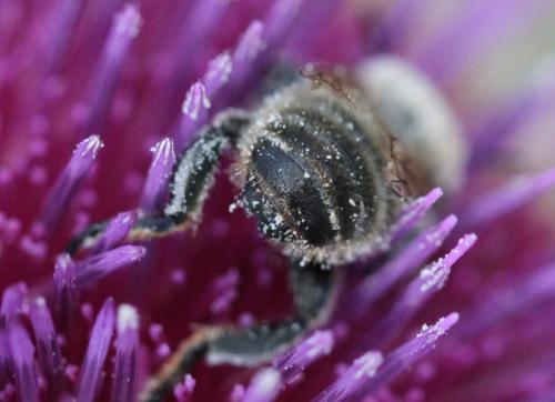 Megachile lagopoda