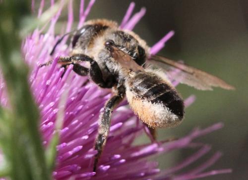 Megachile sp.