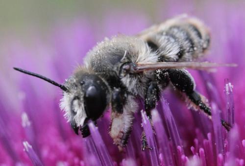 Réf. 175 038 : Megachile lagopoda
